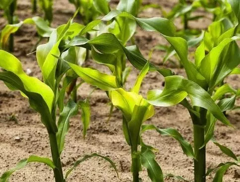 首页| 游艇会yth206最新官方网站