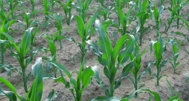 首页| 游艇会yth206最新官方网站